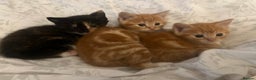 British Shorthair cats for sale: Kittens - Advert 9