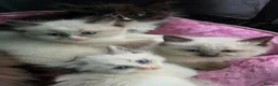 Siberian cats for sale: GORGEOUS REGISTERED SIBERIAN BOYS - Advert 8