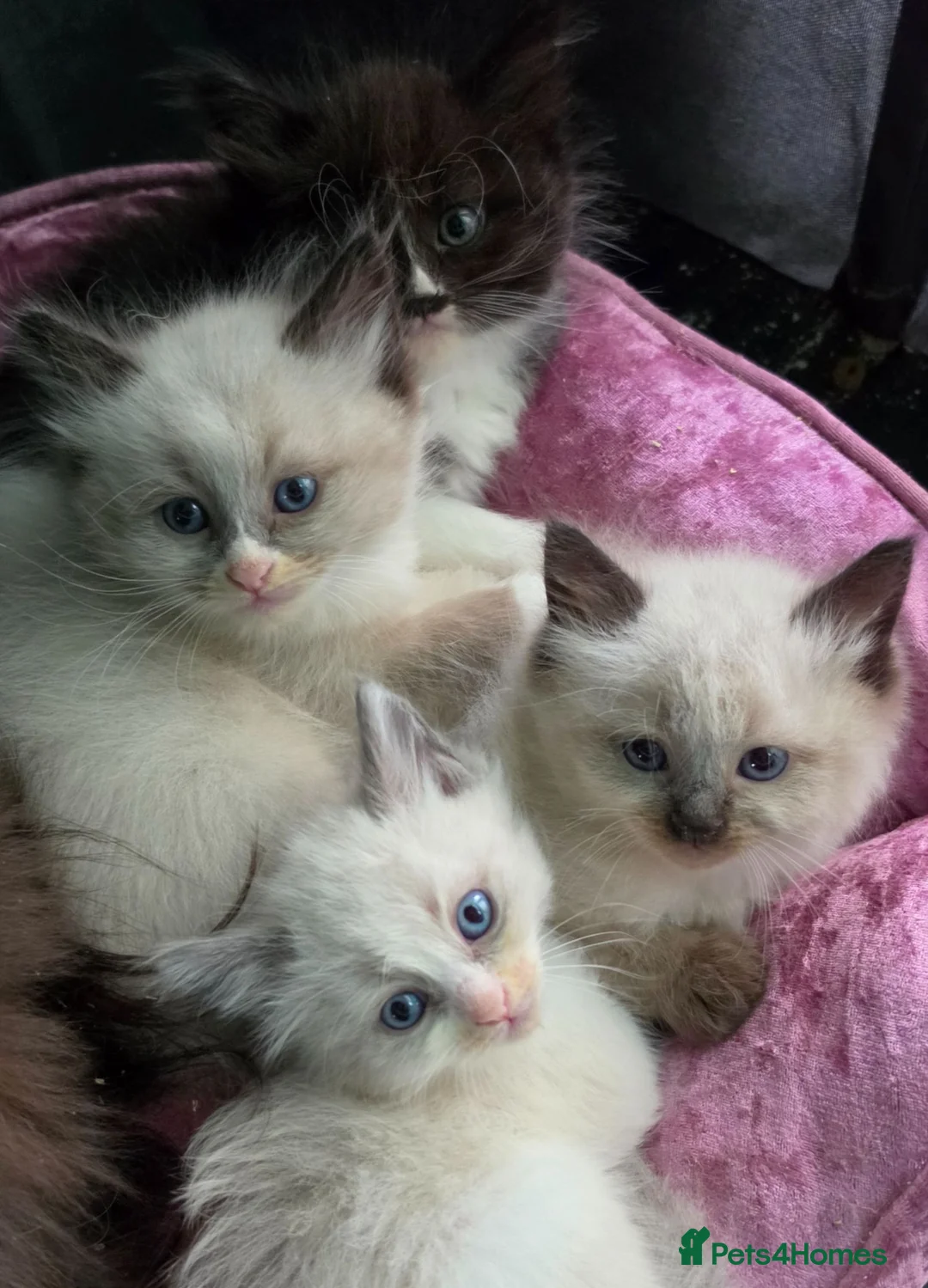 Siberian cats for sale: GORGEOUS REGISTERED SIBERIAN BOYS - Advert 8
