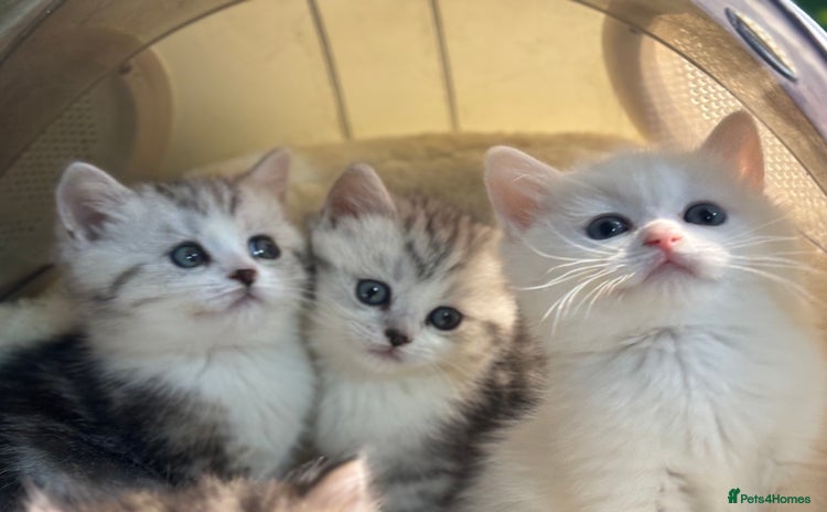 Munchkin cats - Advert 1