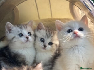 Munchkin cats - Advert 1