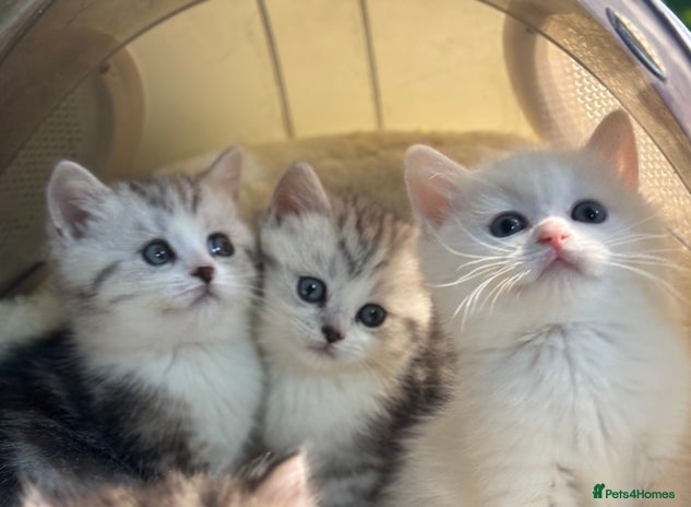 Munchkin cats - Advert 1