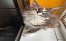 Maine Coon cats for sale: Pedigree Maine Coon Kittens (TICA) - Image 36