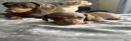 Miniature Dachshund dogs for sale: Beautiful Miniature Dachshund Puppies For sale  in Ormskirk - Advert 5