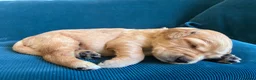 Golden Retriever dogs for sale: Beautiful KC Golden Retrievers  - Advert 13