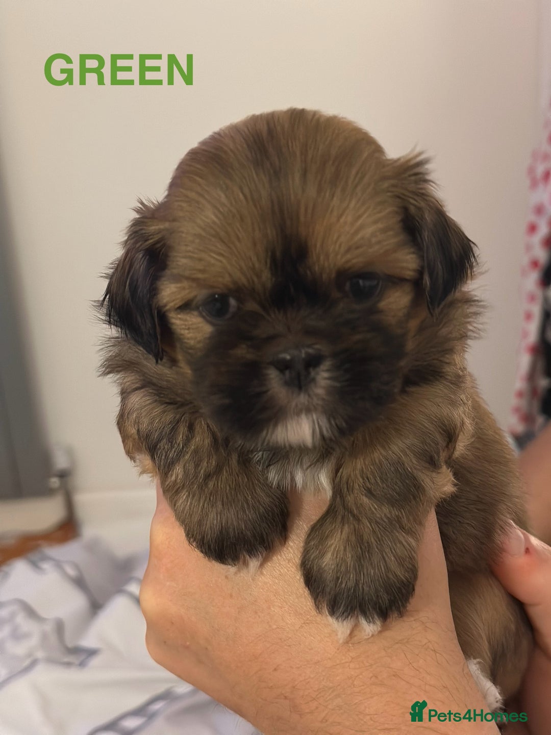 Lhasa Apso dogs for sale: Full Pedigree KC REG LHASA APSO PUPPIES !!! - Image 13