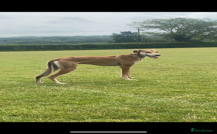 Mixed Breed dogs - Advert 12