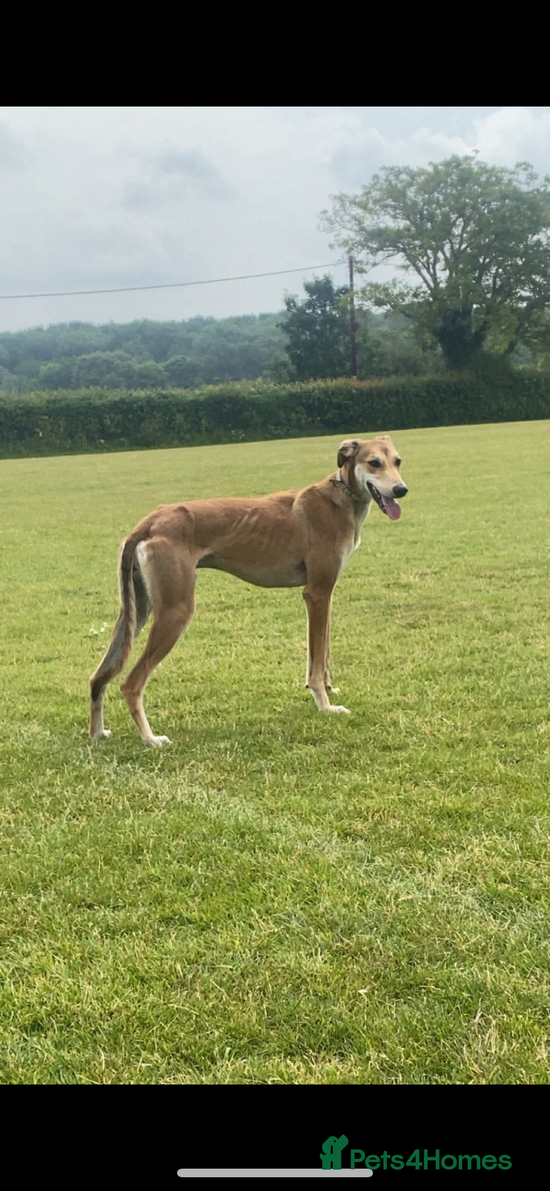 Mixed Breed dogs for sale: Saluki greyhound boy - Image 1