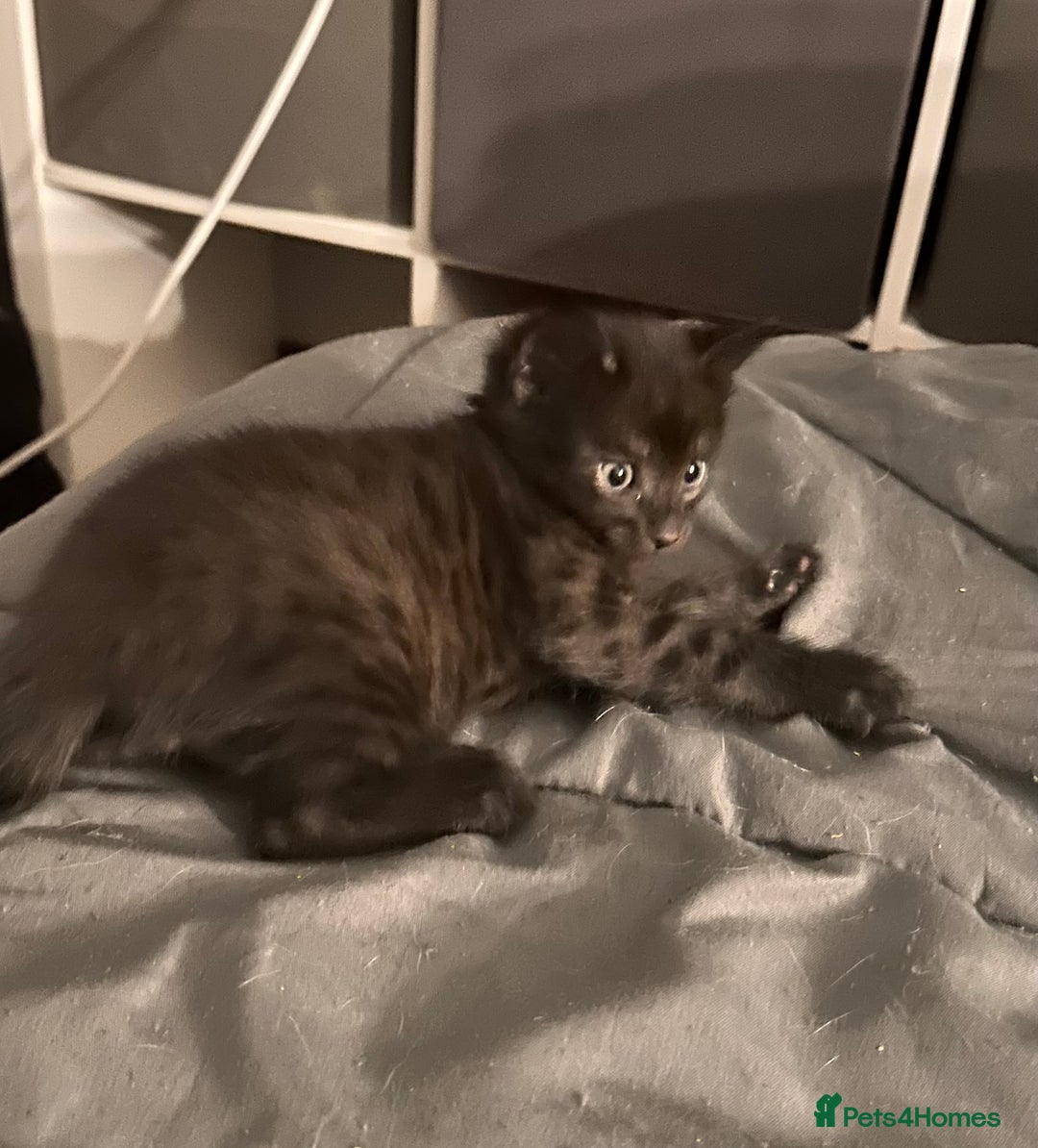 Savannah cats for sale: F4 Savannah kittens  - Advert 17