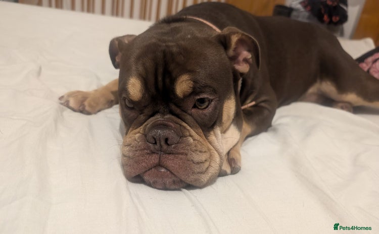 Olde English Bulldogge dogs - Advert 3