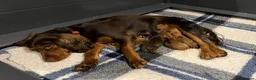 Cocker Spaniel dogs for sale: 🐶KC REGISTERED COCKER SPANIEL PUPPYS DUE SOON  - Advert 7