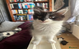 British Longhair cats for sale: Last ones of the litter  - Image 4