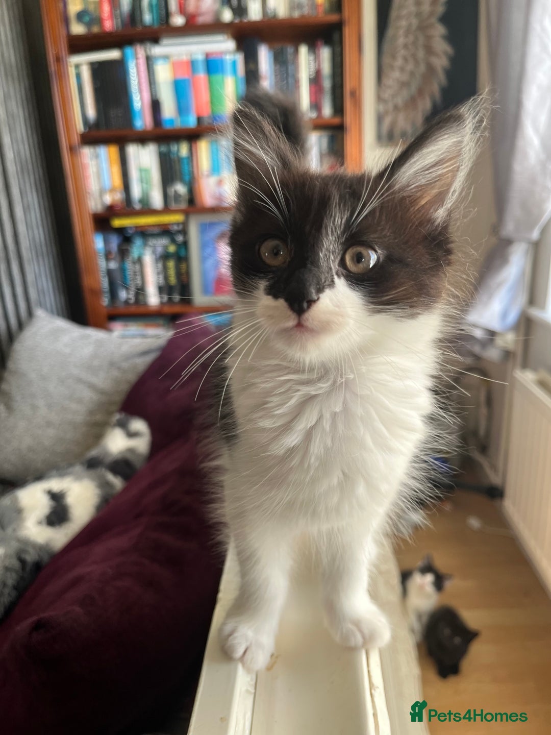 British Longhair cats for sale: Last ones of the litter  - Image 4