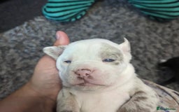 Olde English Bulldogge dogs for stud: BLUE MERLE OEB FOR STUD  in Leeds - Image 13