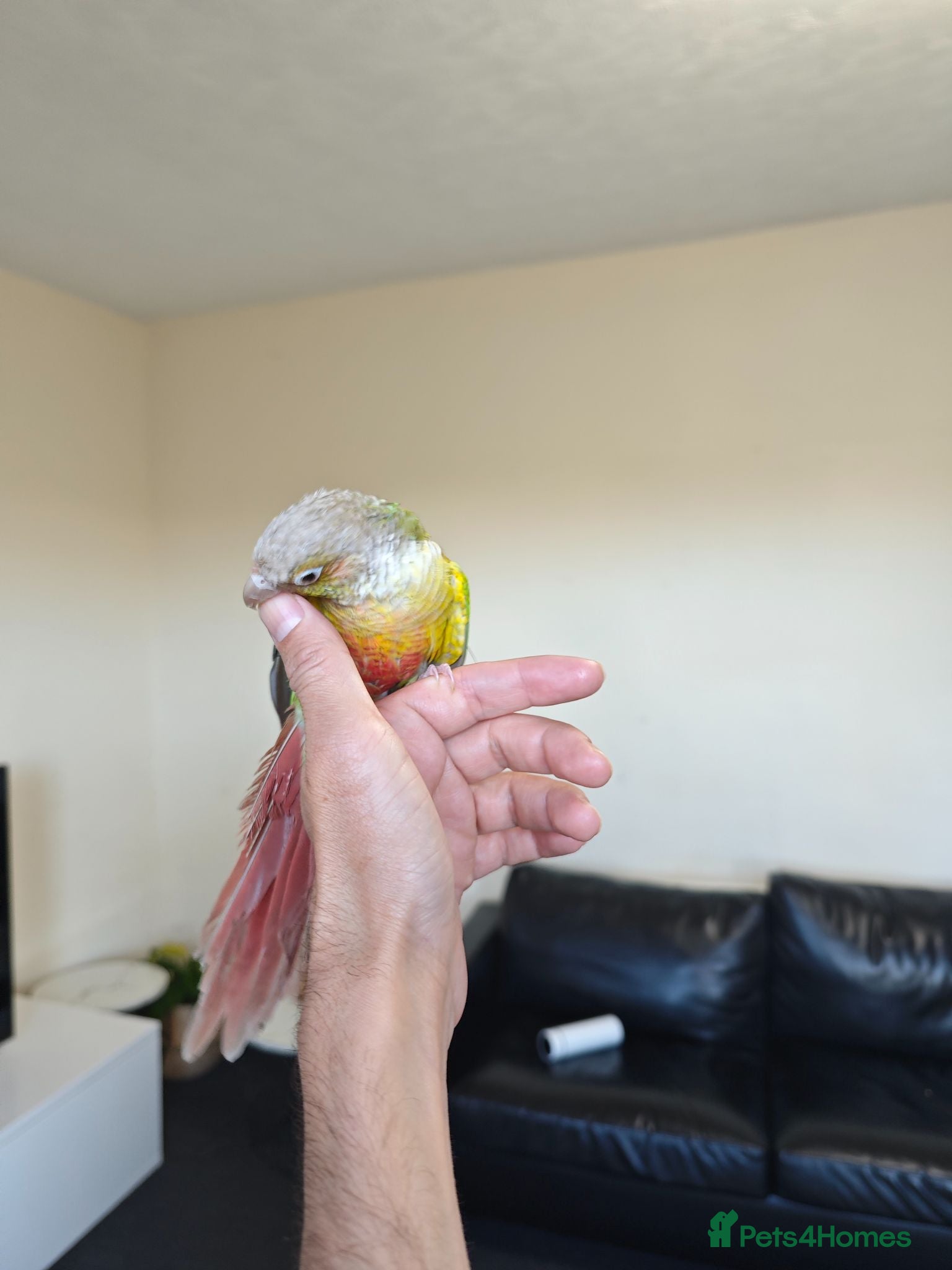 Conures birds female - Advert 17