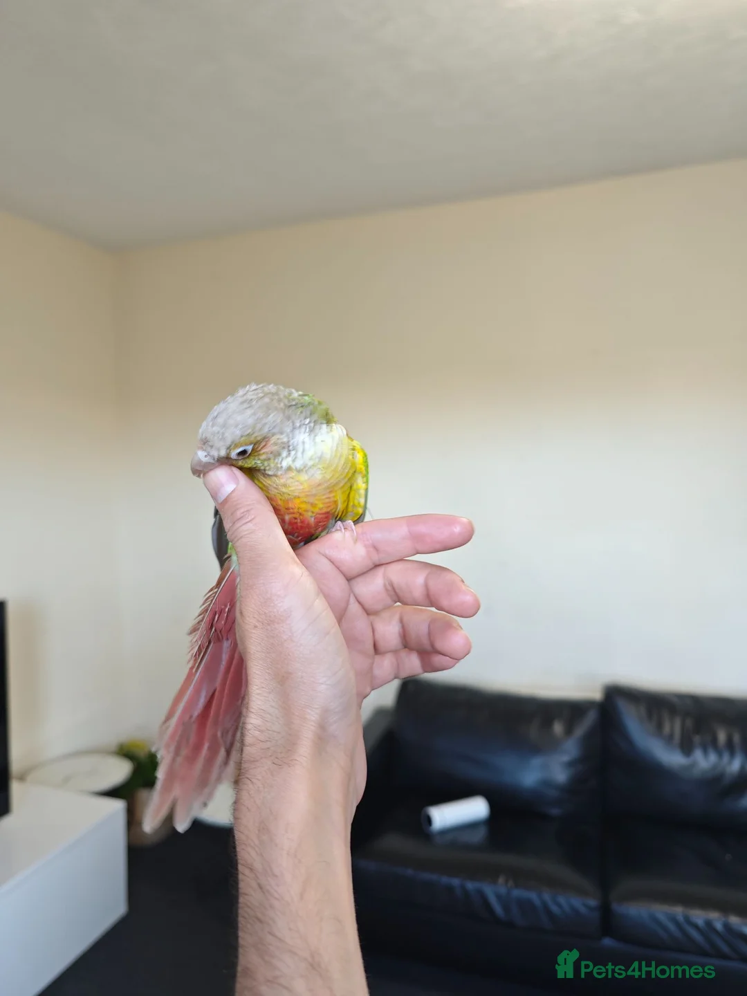 Conures birds for sale: female - Advert 1