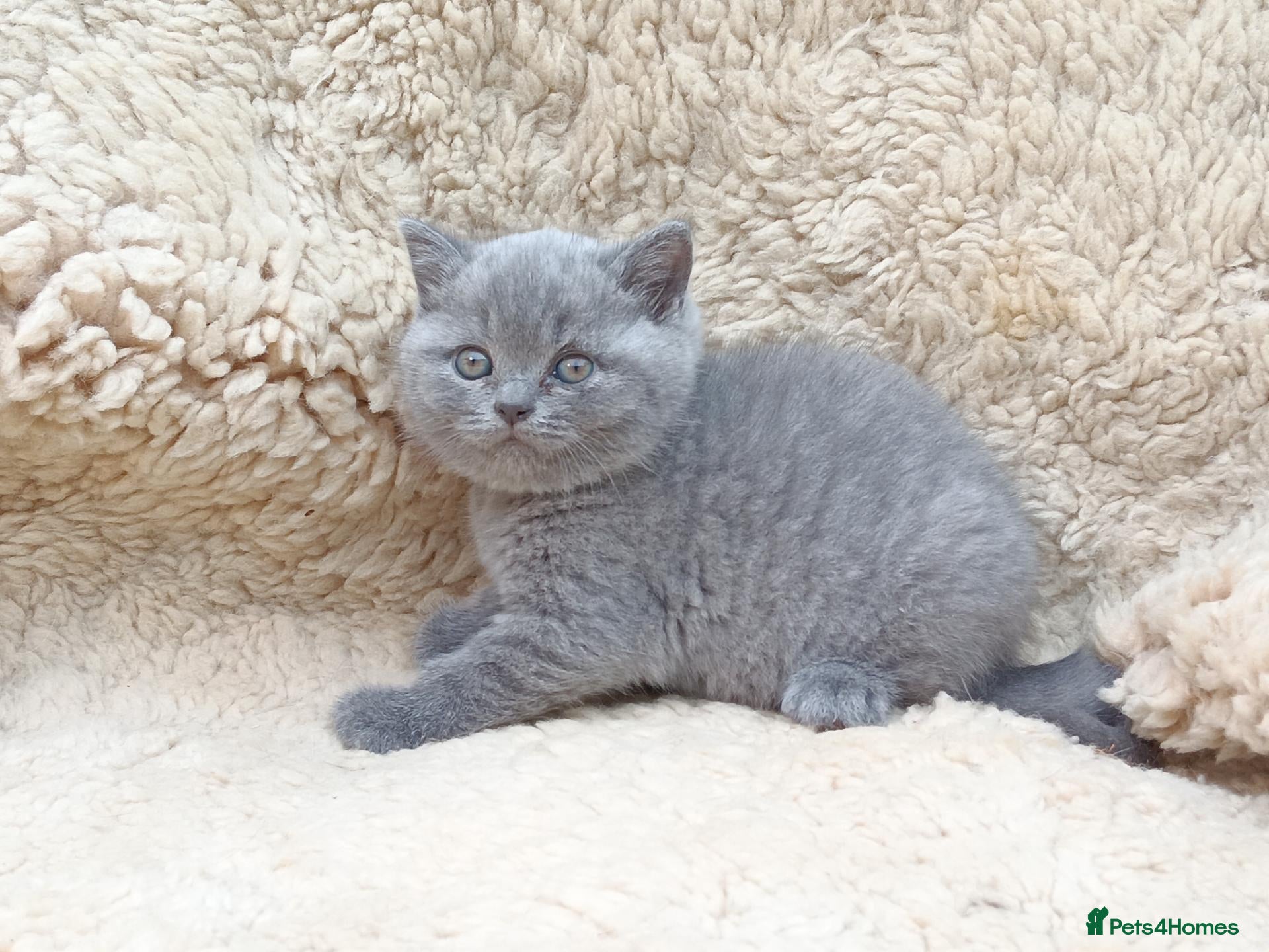 British Shorthair cats Stunning blue pedigree kittens TICA registered  - Advert 2