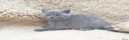 British Shorthair cats for sale: Stunning BSH pedigree kittens TICA registered  - Advert 27