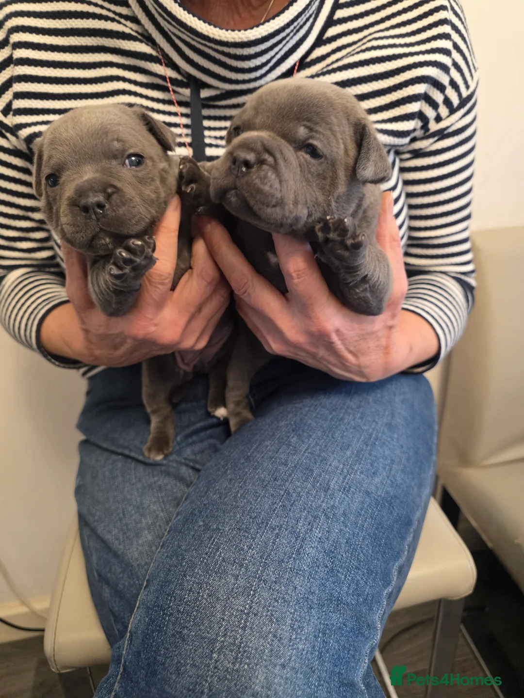 Staffordshire Bull Terrier dogs for sale: KC Reg. Staffordshire Bull Terrier  1Boy & 1Girl  - Advert 2