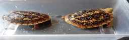 Tortoise reptiles for sale: Pancake tortoise babies - Advert 2