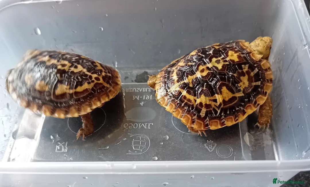 Tortoise reptiles for sale: Pancake tortoise babies - Advert 2