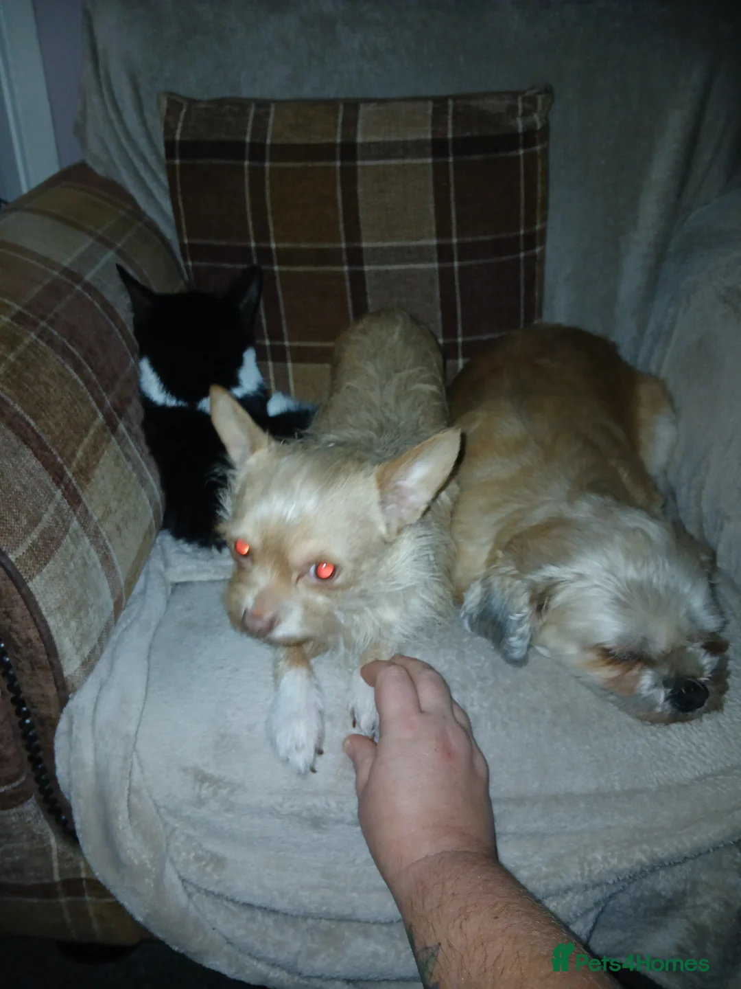 Chorkie dogs for sale: 1 year 7 month old  - Advert 3