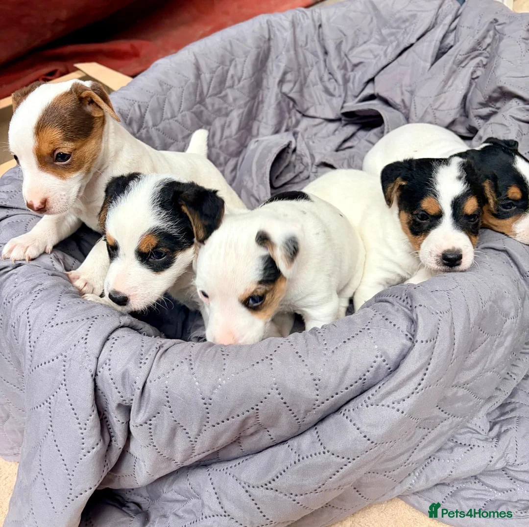 Jack Russell dogs for sale: Jack Russell  - Advert 1