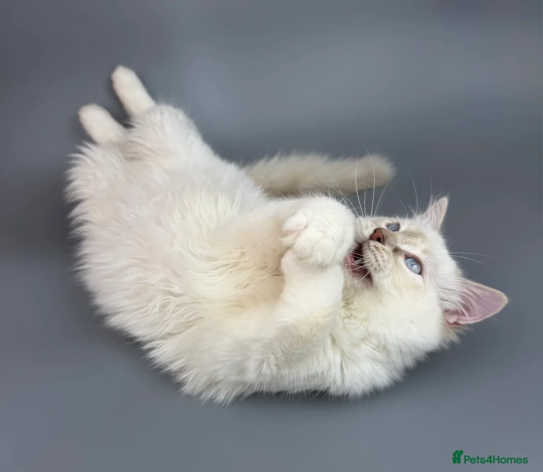 Ragdoll cats for sale: BONDED RAGDOLL BROTHERS - HEALTH TESTED PARENTS - Advert 19