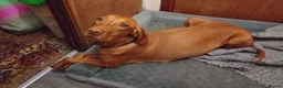 Hungarian Vizsla dogs for sale: KC registered, home-raised litter of vizsla pups in Ellon - Advert 5