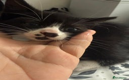 Mixed Breed cats for sale: 4 Kittens for sale  - Image 12