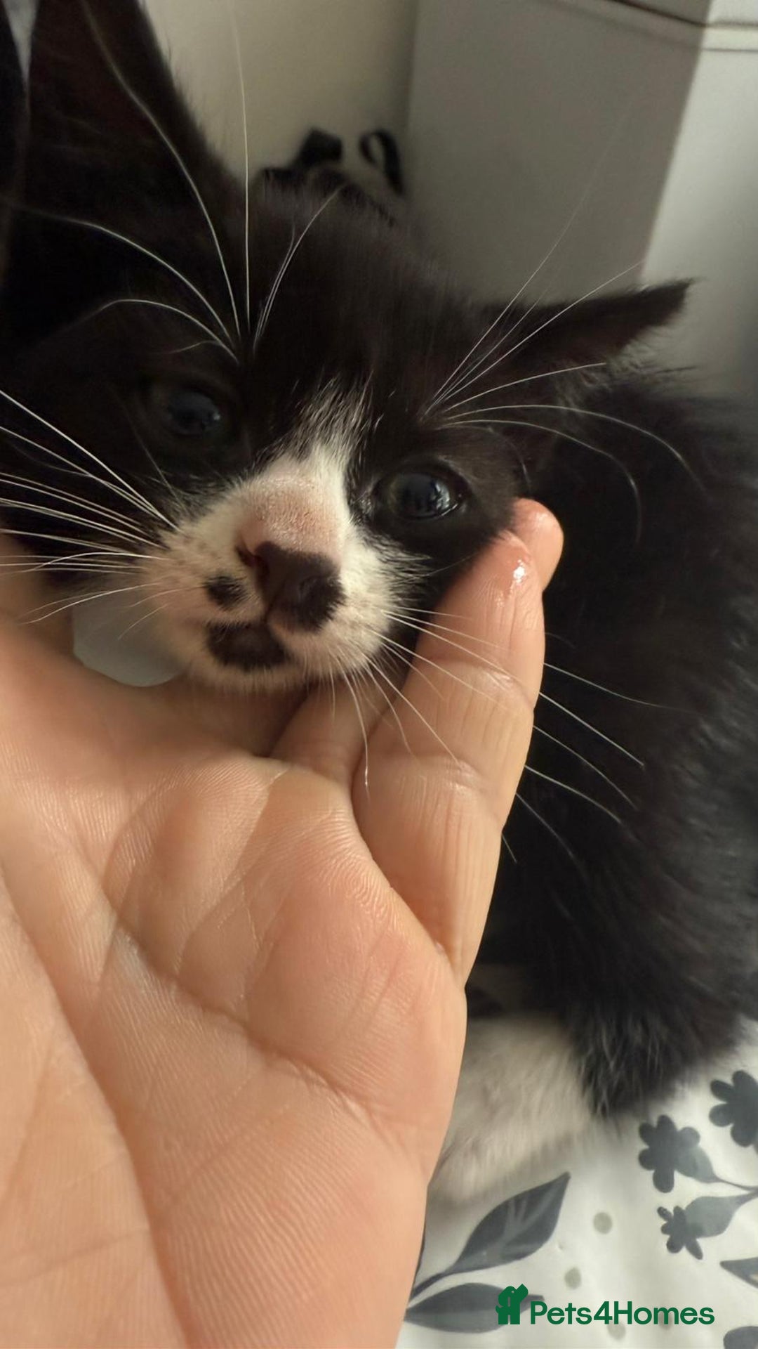 Mixed Breed cats for sale: 4 Kittens for sale  - Image 12