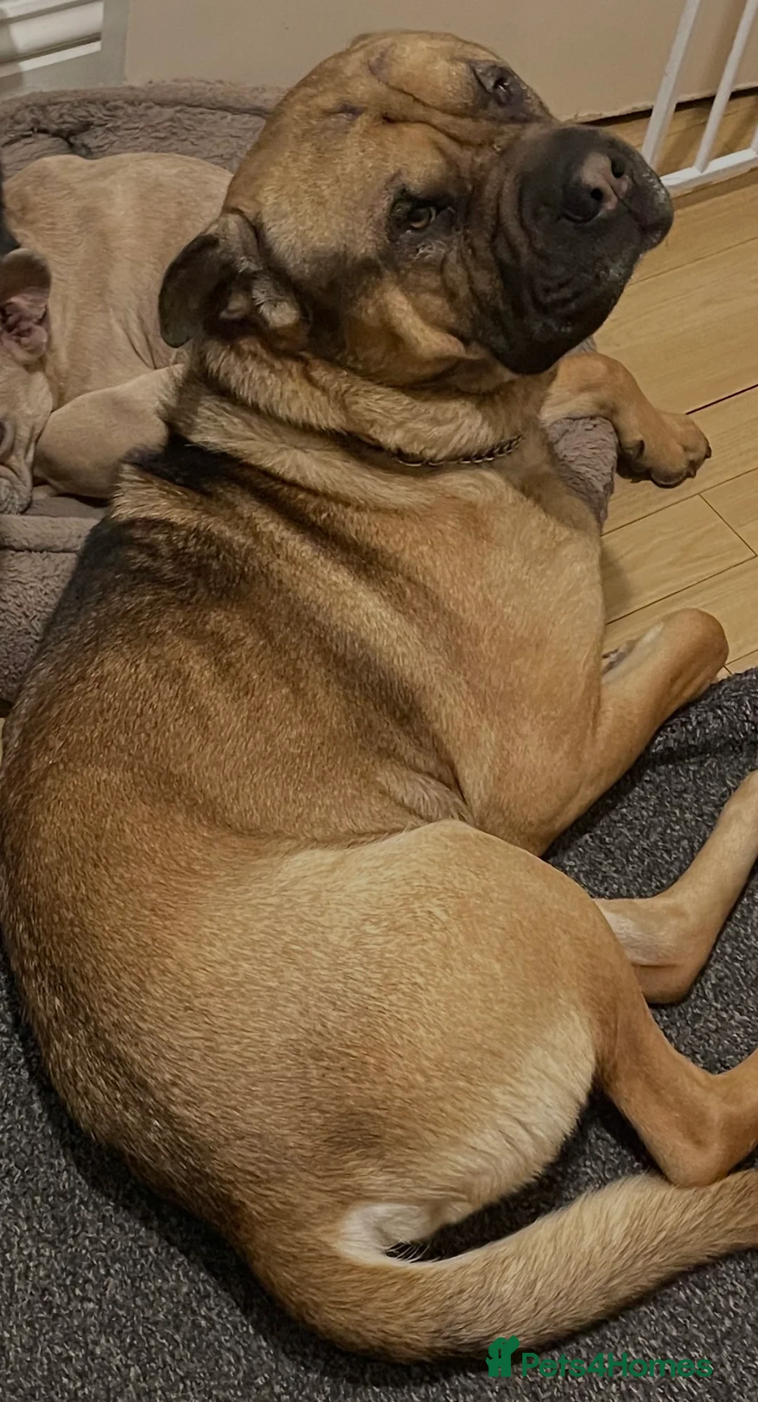 Mixed Breed dogs for sale: Shar pei  ** tiff  in Loughborough - Advert 2