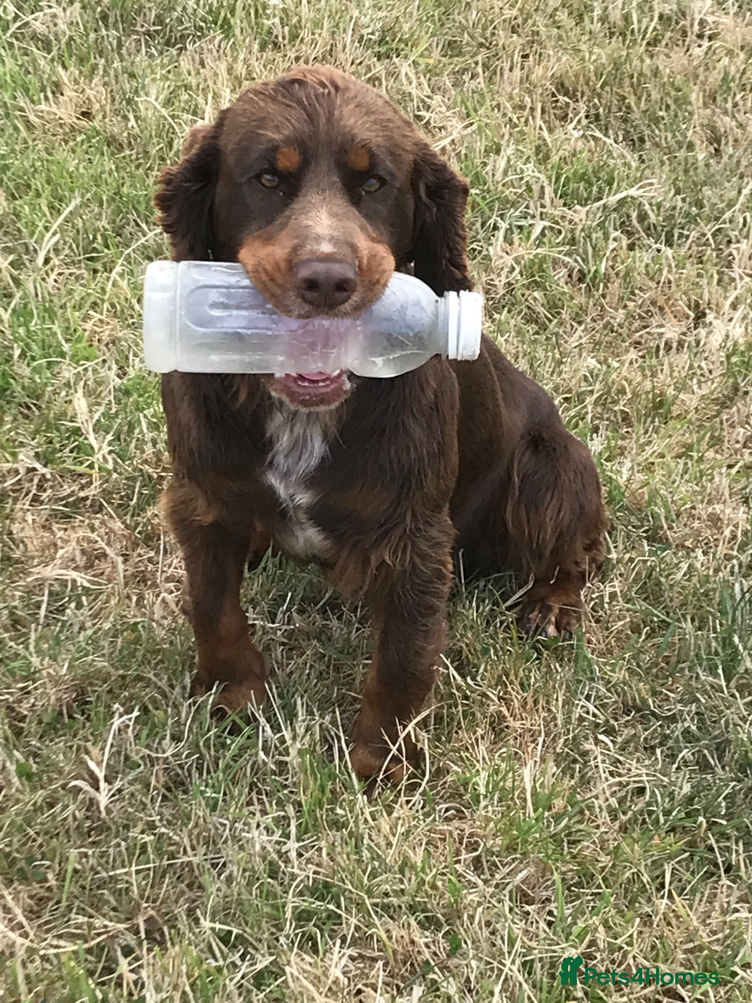 Mixed Breed dogs for sale: Mini Doodle x Cocker pups - Advert 4