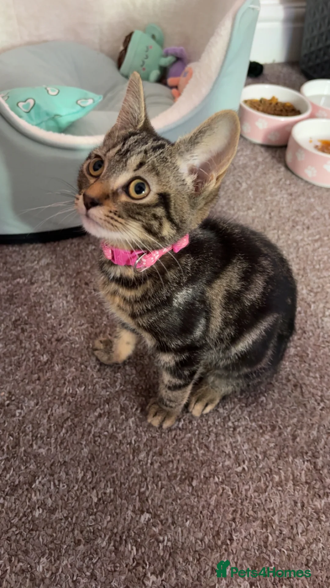 Mixed Breed cats for sale: 17 week old kitten  in Sutton-in-Ashfield - Advert 2