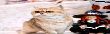 British Shorthair 2