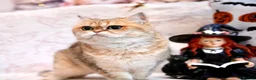 British Shorthair cats for sale: BSH retired Queen, very young  - Advert 5