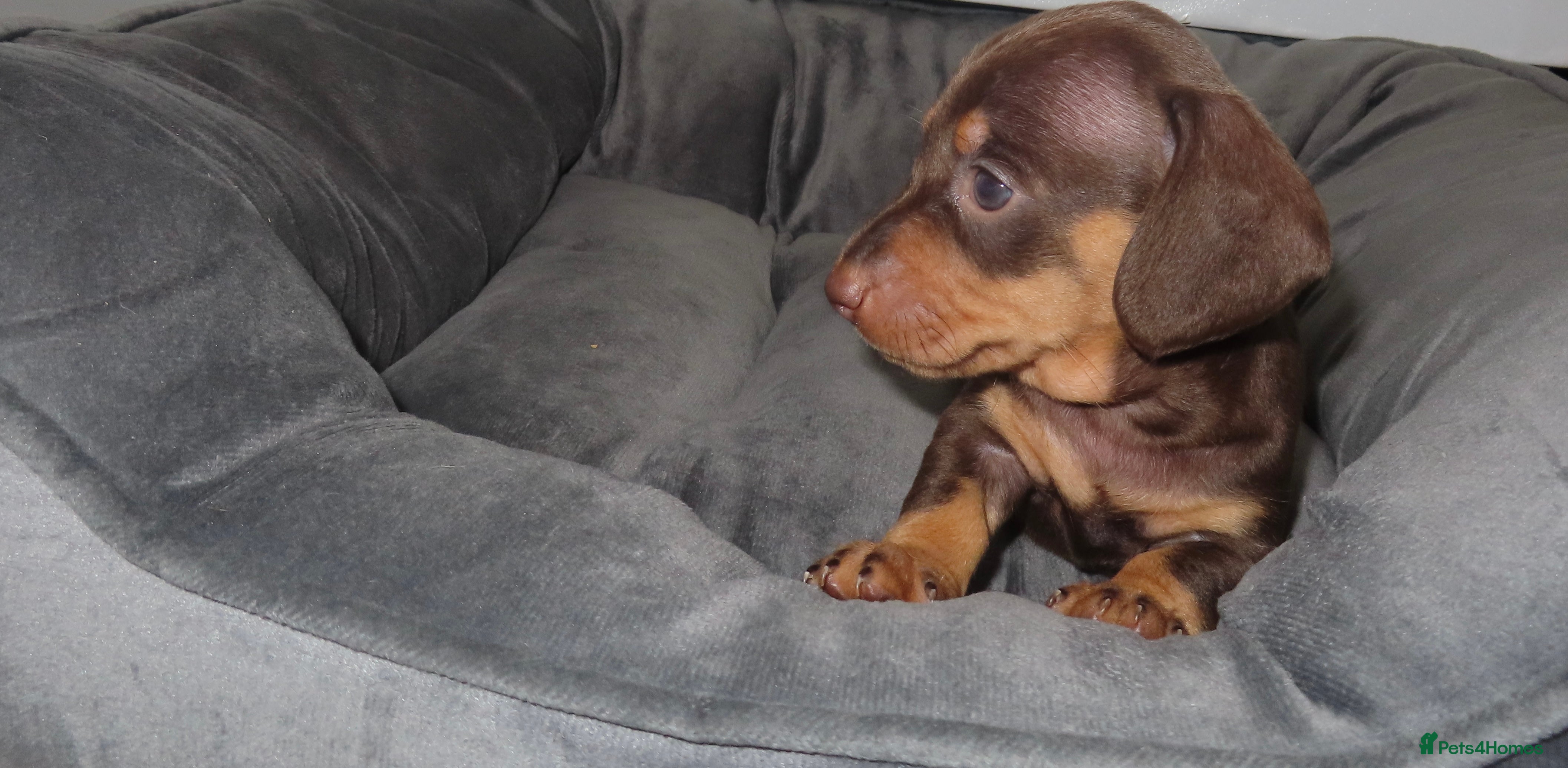 Miniature Dachshund dogs 5 Miniature Dachshund Puppies - Advert 2