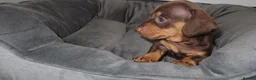 Miniature Dachshund dogs for sale: 5 Miniature Dachshund Puppies - Advert 2