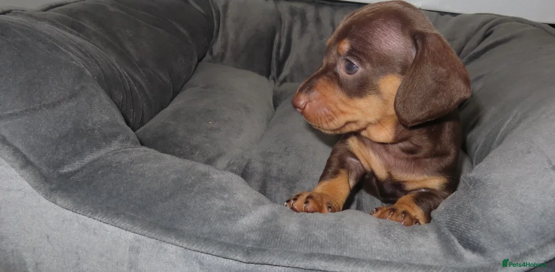 Miniature Dachshund dogs for sale: 5 Miniature Dachshund Puppies - Advert 2