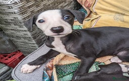 Whippet dogs for sale: Stunning whippet babies  - Image 7