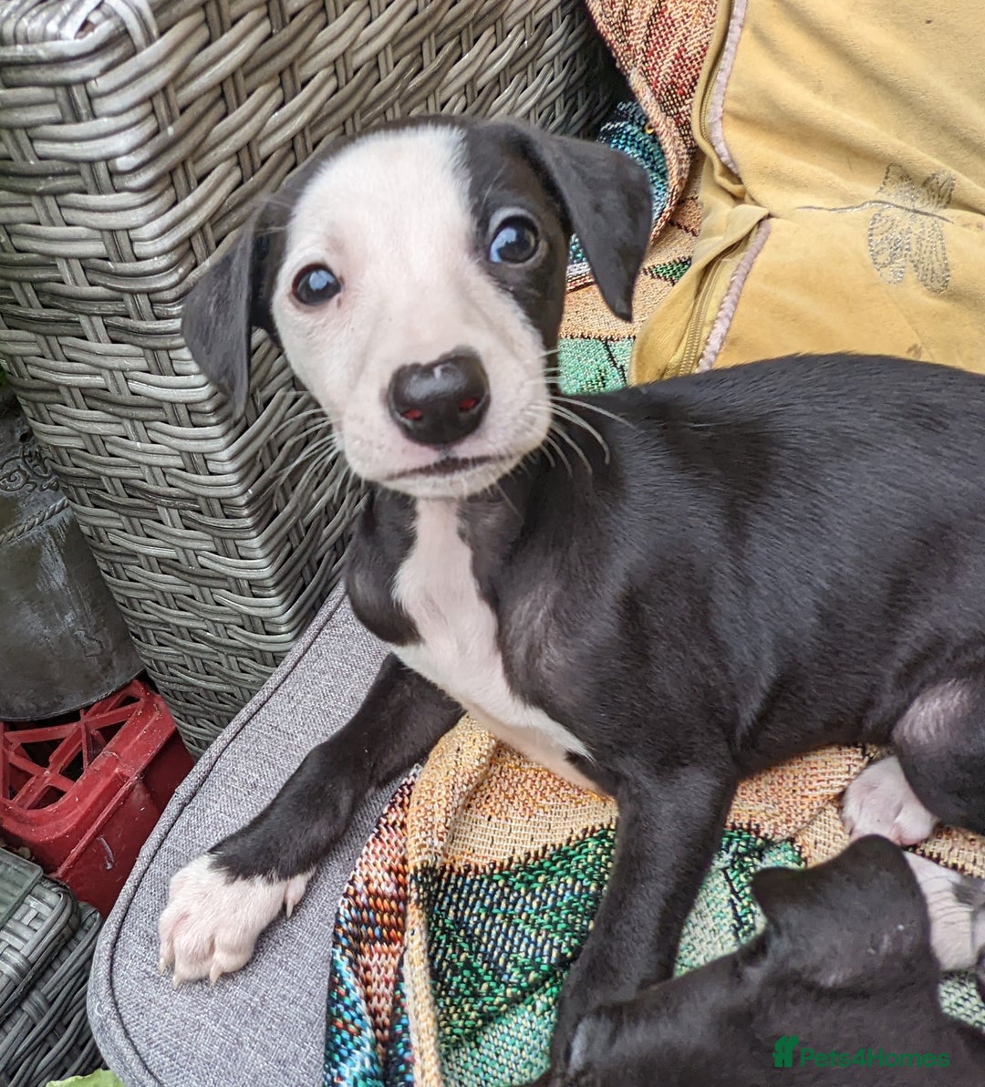Whippet dogs for sale: Stunning whippet babies  - Image 7