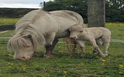 Shetland pony horses for sale: Registered cremello Shetland colt  - Image 3