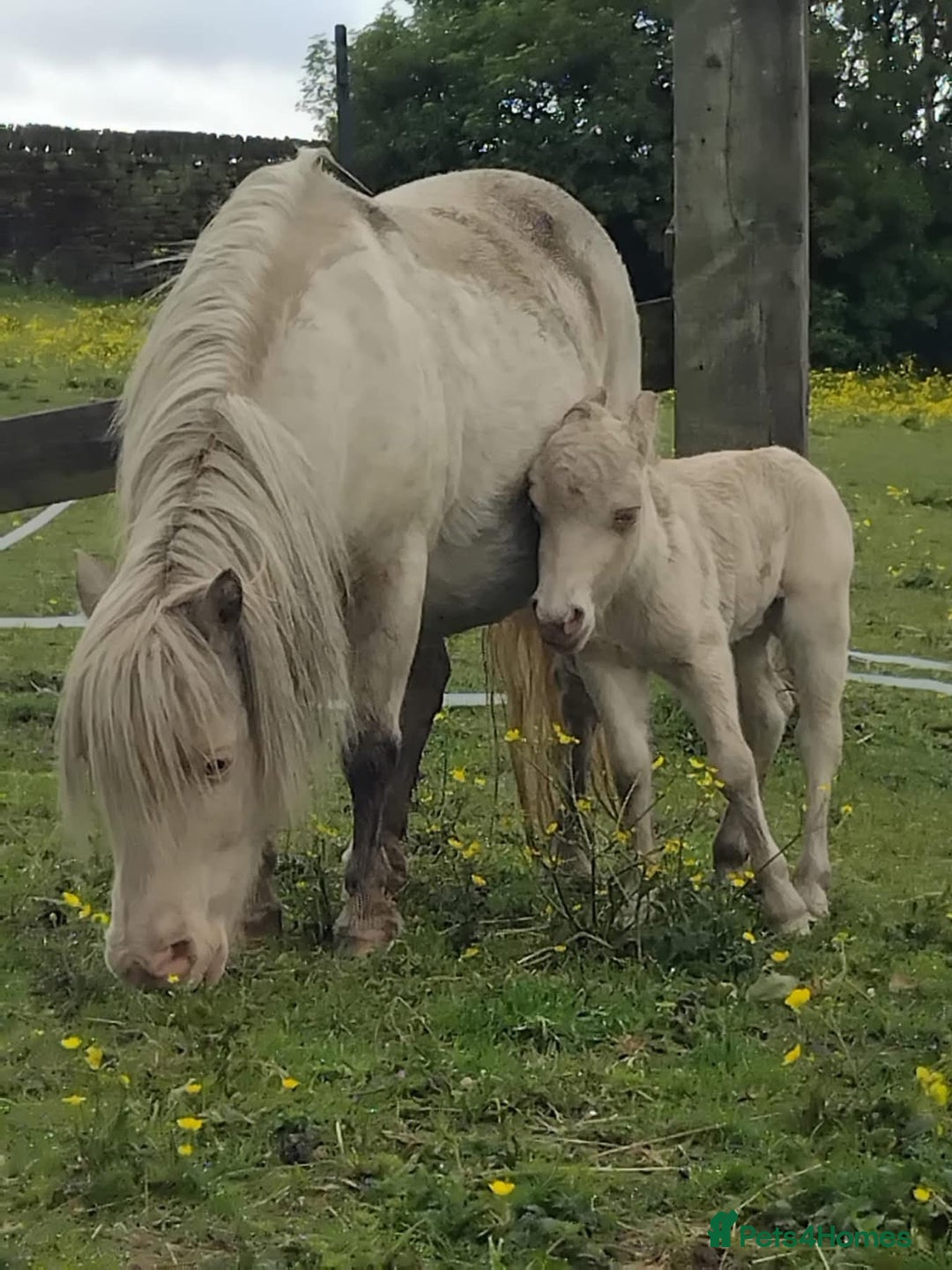 Shetland pony horses for sale: Registered cremello Shetland colt  - Image 3