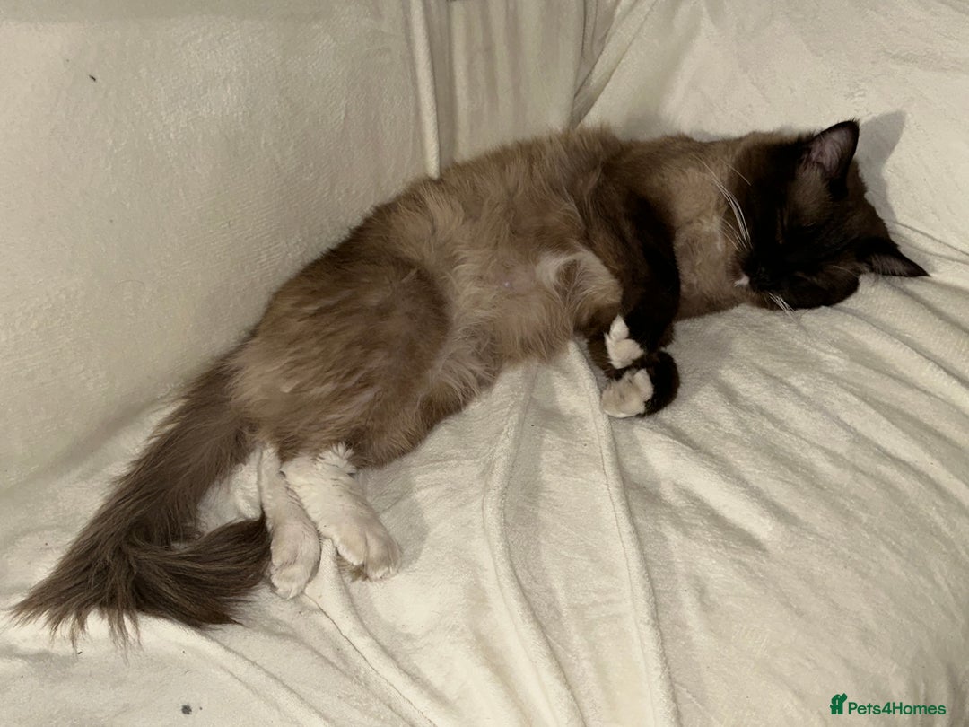 Ragdoll cats for sale: 🐾 Loving 21-Month-Old Male Seal Mitted Ragdoll 🐾 - Image 10