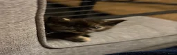 Abyssinian cats for sale: British x Abyssinian Kittens ONLY 2 left !  - Advert 13