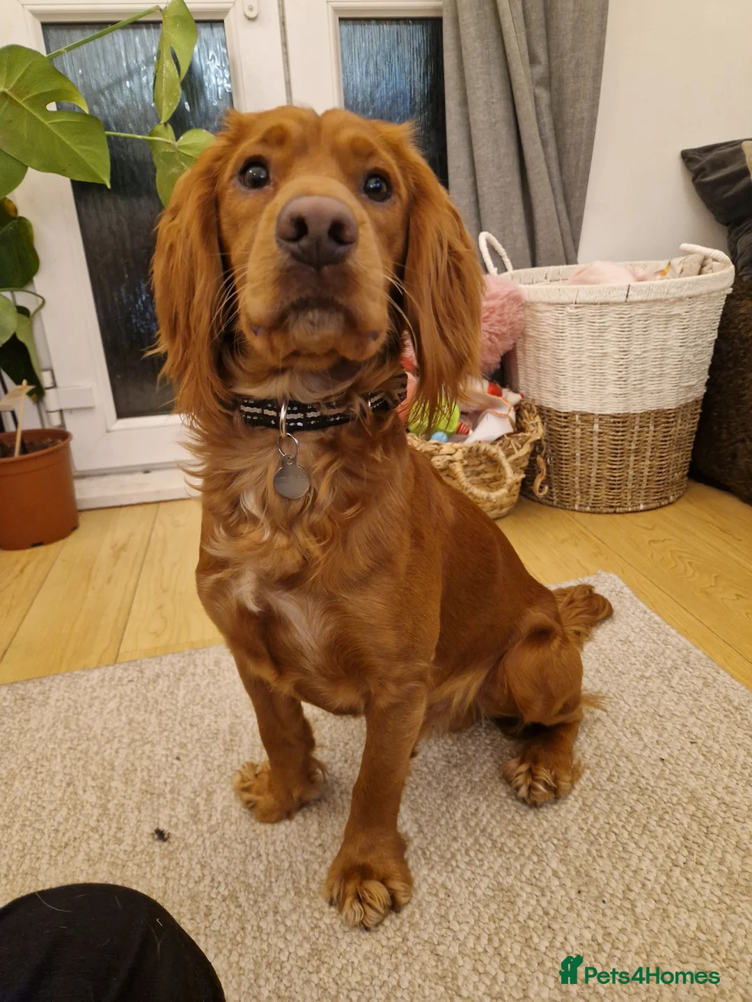 Cocker Spaniel dogs for stud: Lovely family Working Cocker for Stud in Chessington - Advert 1