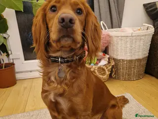 Cocker Spaniel dogs Lovely family Working Cocker for Stud - Advert 1