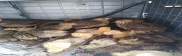 Quail poultry for sale: Female coturnix brown or white jumbo quails  - Advert 4