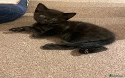 Mixed Breed cats for sale: Beautiful ragdoll x kittens  - Image 3