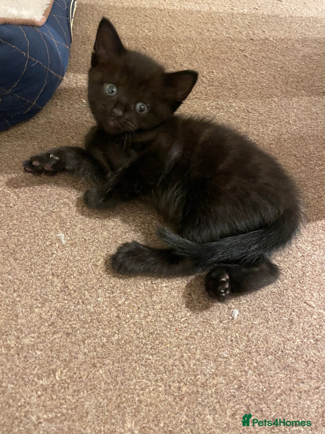 Mixed Breed cats for sale: Beautiful ragdoll x kittens  - Image 3